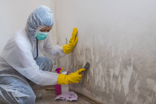 Professional Mold Remediation in Churubusco, IN
