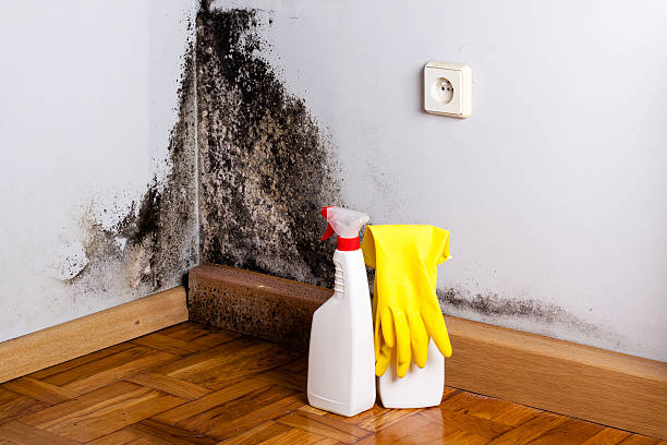 Best Industrial Mold Remediation in Churubusco, IN